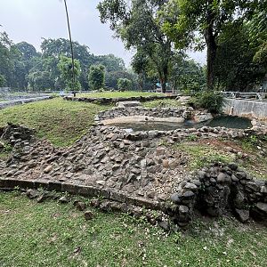 Komodo Dragon Complex