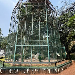 Spotted Dove + Peafowl Aviary