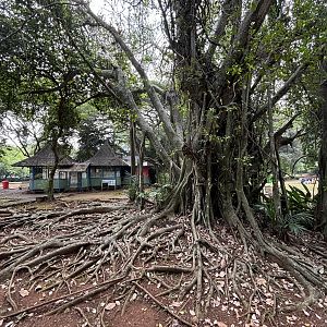 Jungle tree roots are everywhere