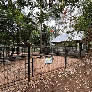 Bawean Deer Exhibit #3