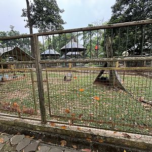 Dusky Pademelon Exhibit #2