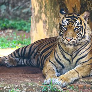 Sumatran tiger