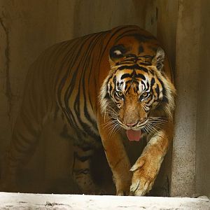 Sumatran tiger