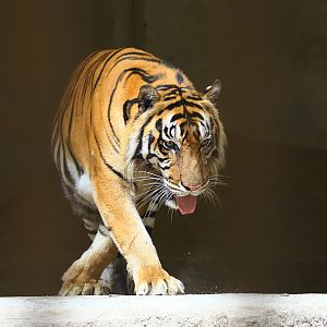 Sumatran tiger