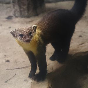 Sunda yellow-throated marten