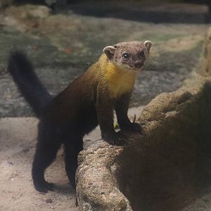 Sunda yellow-throated marten