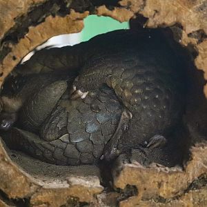 Sunda pangolin