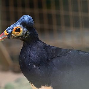 Maleo