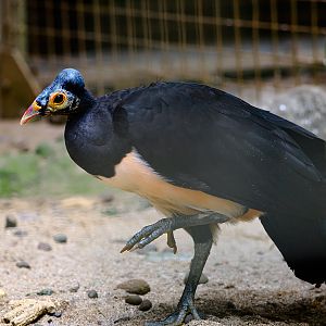 Maleo