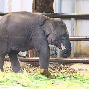 Sumatran elephant cub