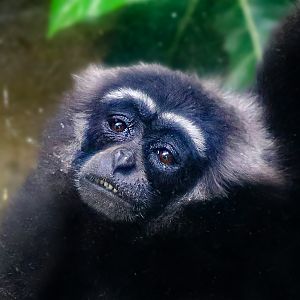 Bornean white-bearded gibbon