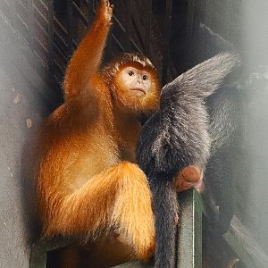 Javan lutung
