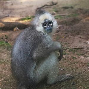 Mitered langur