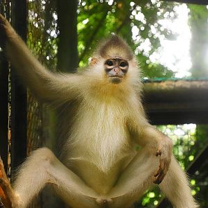 Mitered langur
