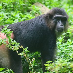Tonkean macaque