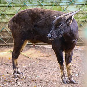 Lowland anoa