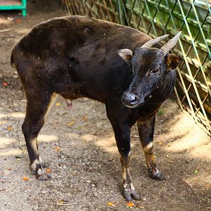 Lowland anoa