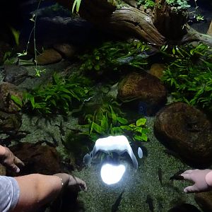 Tropikariet - Shark Reef - Doctorfish touch pool