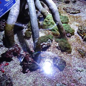 Tropikariet - Shark Reef - Coral reef touch pool