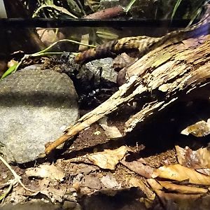 Tropikariet - Jungle by Night - Scorpion exhibit