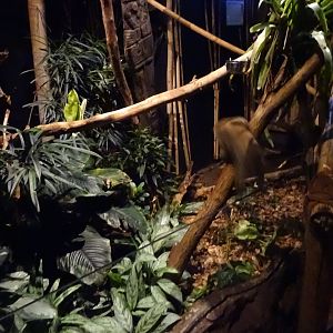 Tropikariet - Jungle by Night - General view