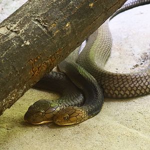 Sunda king cobra