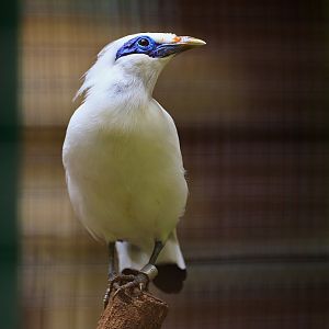 Bali myna