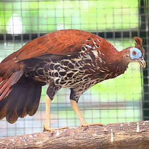 Crested fireback female