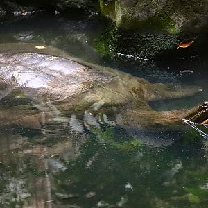 Javan narrow-headed softshell turtle
