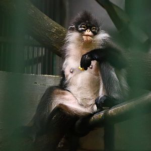 Natuna Island surili