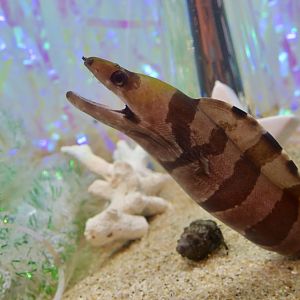 Banded Moray (Gymnothorax rueppelliae)