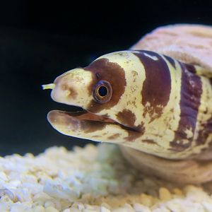 Barred Moray (Echidna polyzona)