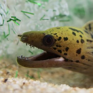 Fimbriated Moray (Gymnothorax fimbriatus)