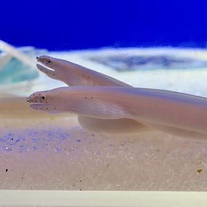 White Ribbon Eel (Pseudechidna brummeri)
