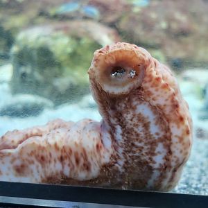 Stichopus naso, a sea cucumber