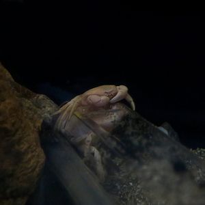 Gandalf Blind Crab (Gandalfus yunohana)