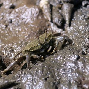 Japanese Mud Crab (Macrophthalmus japonicus)