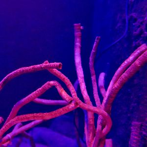 Columnar Tube Worm (Lamellibrachia columna)