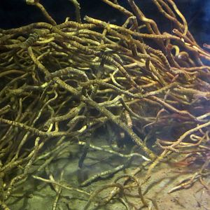 Satsuma Tube Worm (Lamellibrachia satsuma)