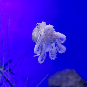 Webfoot Octopus (Amphioctopus fangsiao)