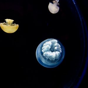 Purple Blubber Jellyfish (Acromitoides purpurus)