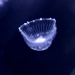Crystal Jelly (Aequorea macrodactyla)