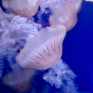 South American Sea Nettle (Chrysaora plocamia)