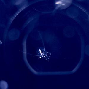 Coryne japonica, a hydrozoan jellyfish