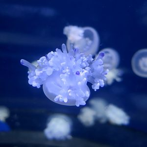 Mediterranean Jellyfish (Cotylorhiza tuberculata)