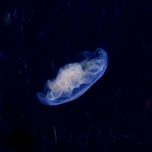 Blue Jellyfish (Cyanea lamarckii)