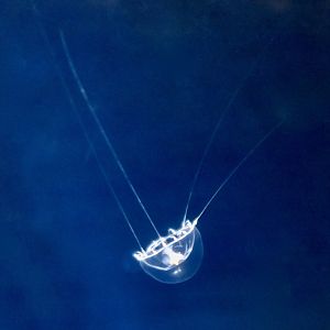 Earleria purpurea, a deep-sea hydrozoan jellyfish