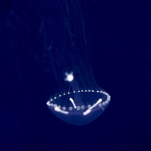 Eirene menoni, a hydrozoan jellyfish