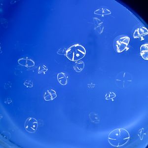 Umbrella Jellyfish (Eutonina indicans)