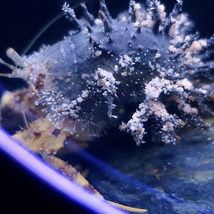 Hydrissa sodalis, a jellyfish that grows on hermit crab shells